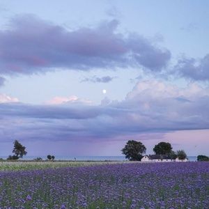 Meet your Posher, Noreen